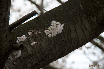 桜の小枝.jpg